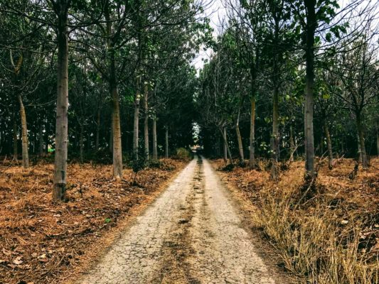 תמונות באתר